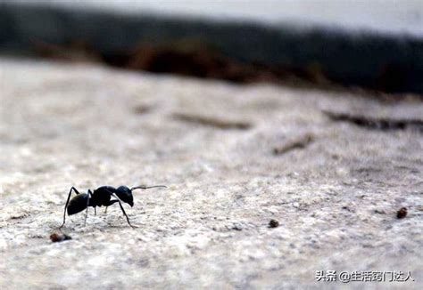 家裏有螞蟻